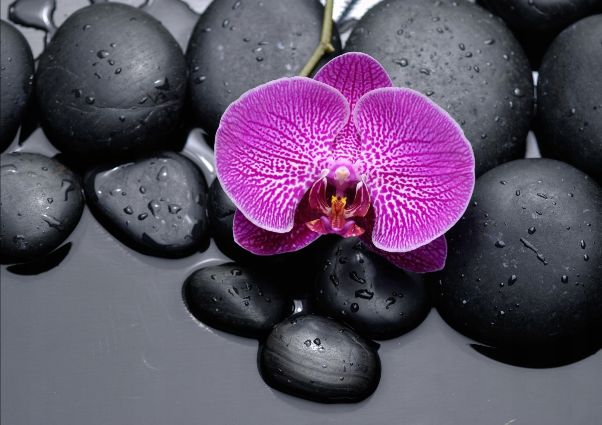 

Tapeta flizelinowa Orchidea Kamienie - 312x219
