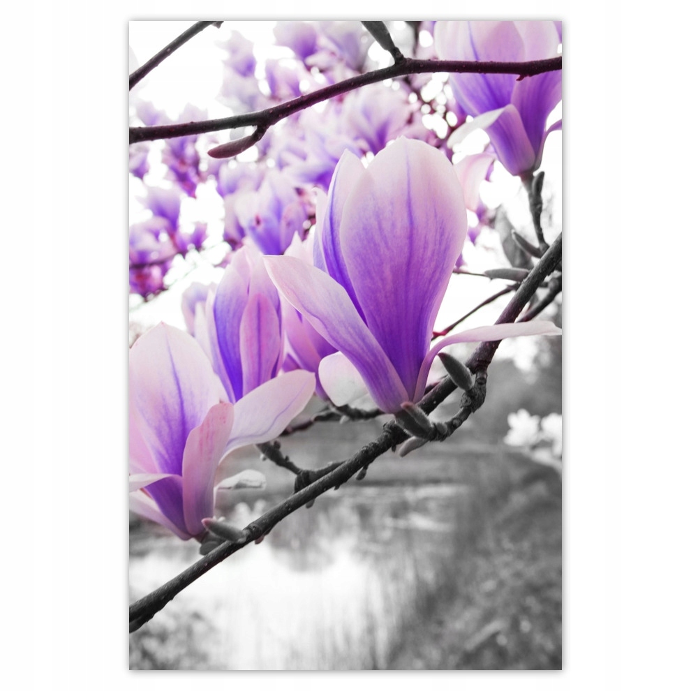 

Plakaty 62x93 Magnolia Kwiatki Kwiaty