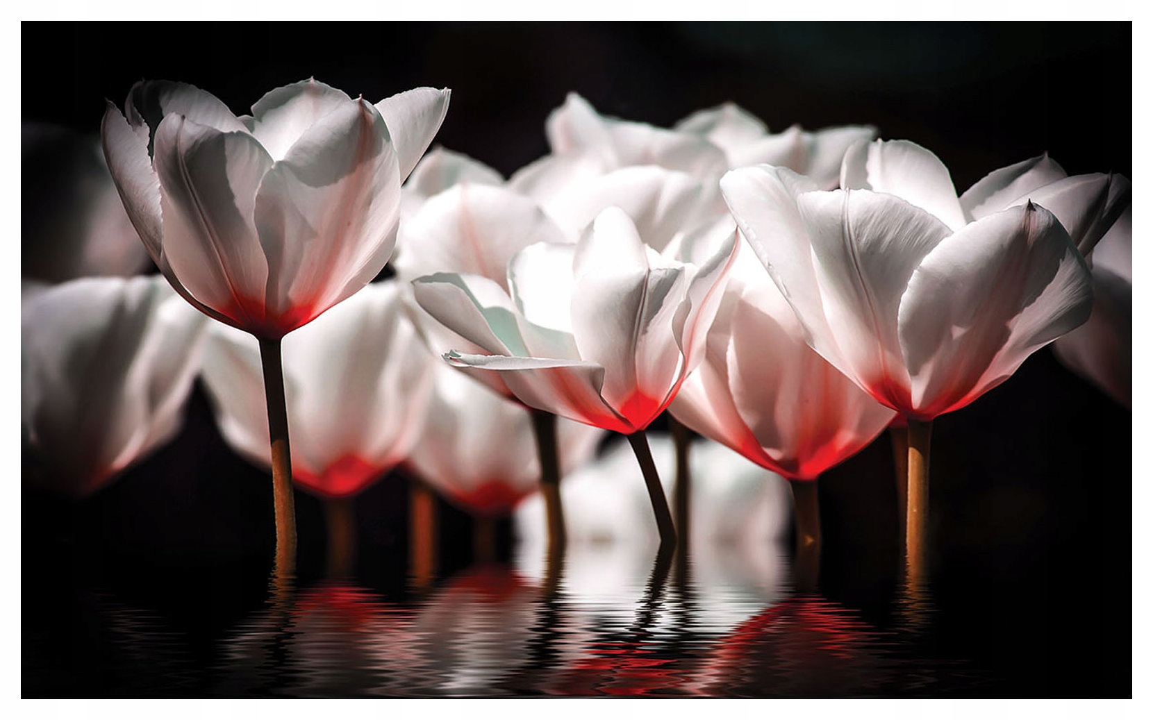 Fototapeta Bílé tulipány odraz ve vodě elegance 200x140 lepidlo