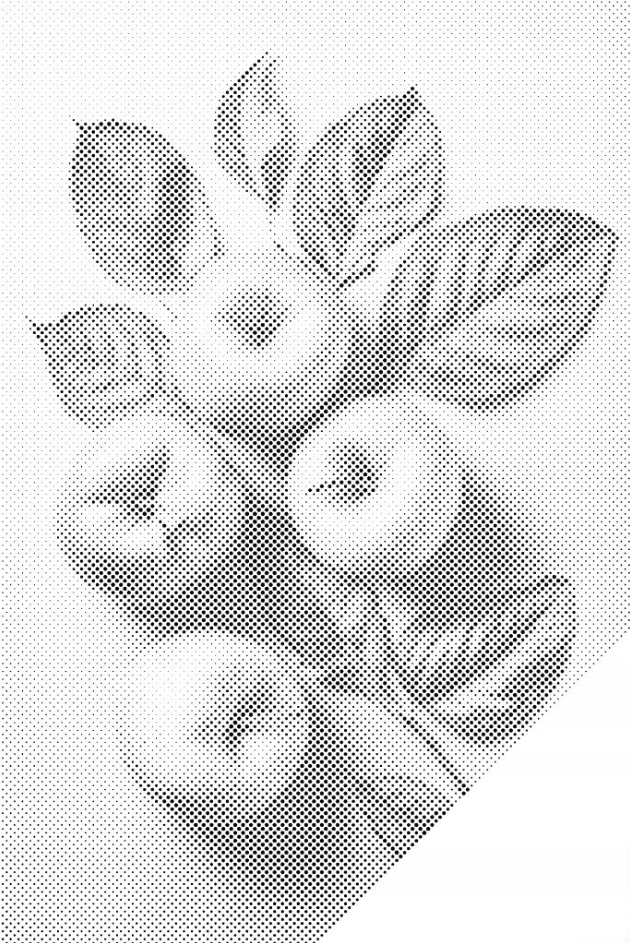 Tečkování Dotting Painting Ovoce Jablka Jídlo Listy Velké 80x120 cm