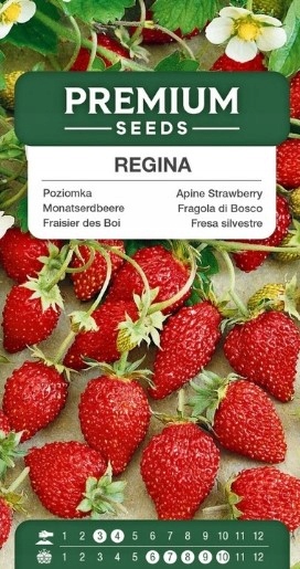 Premium Seeds nasiona poziomka Regina 0.2 g