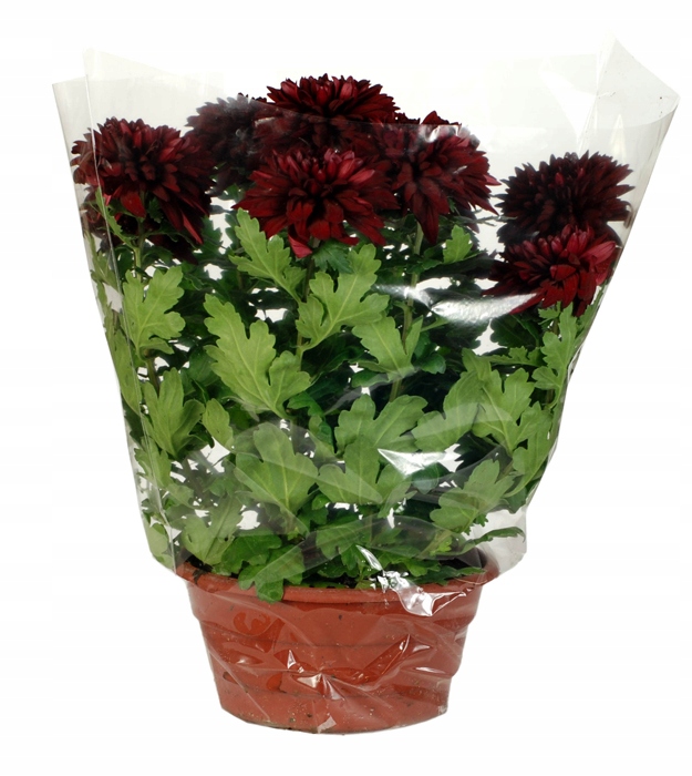 

Rożki do kwiatów doniczkowych 27/60/400 50szt