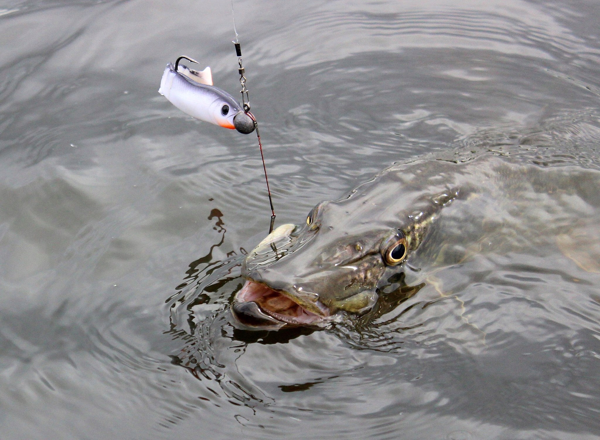 Savage Gear CANNIBAL OKONIOWY KILLER 6,8cm - Pike Waga 3 g