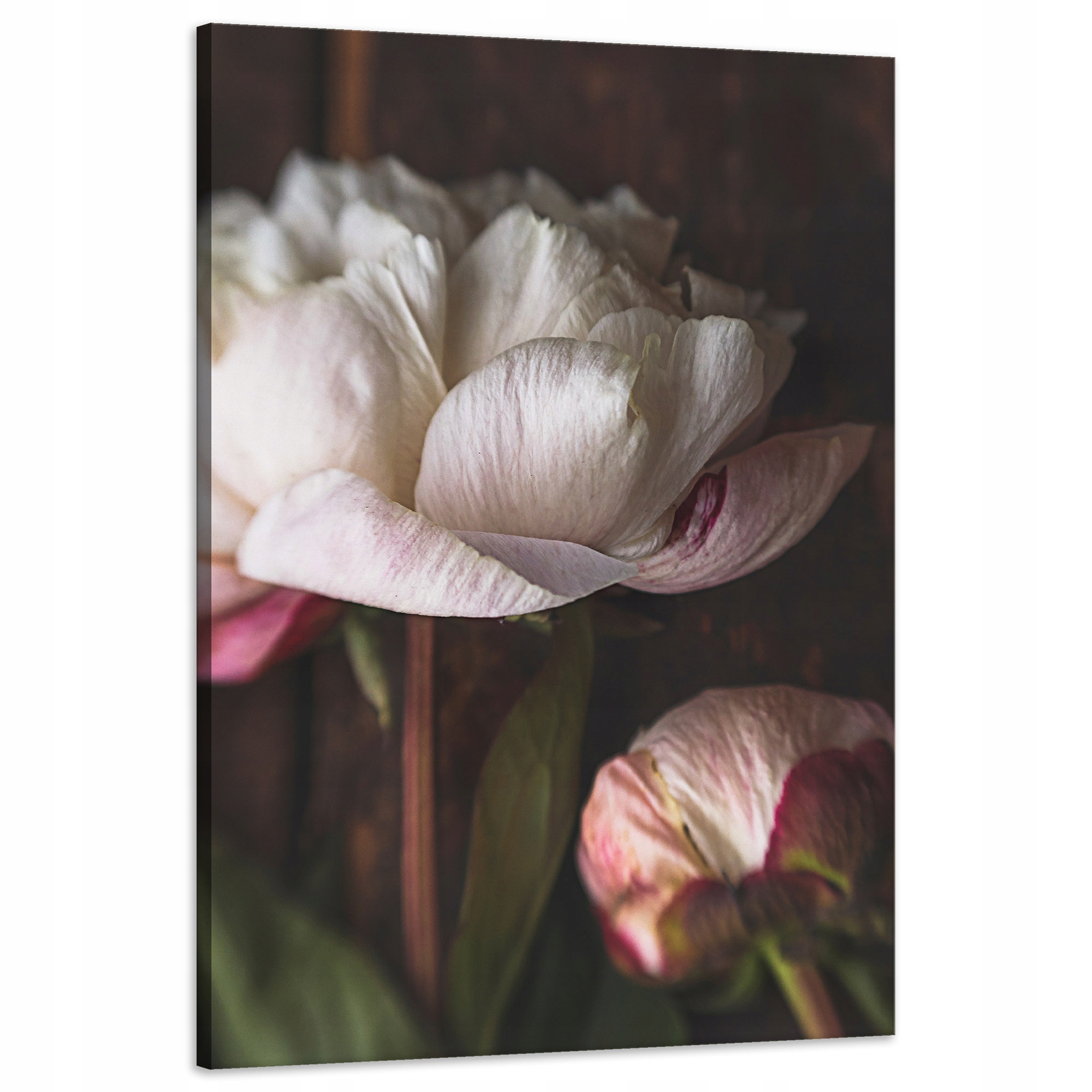 Obraz na plátně Bílý Květ Příroda Vintage Retro 60x90