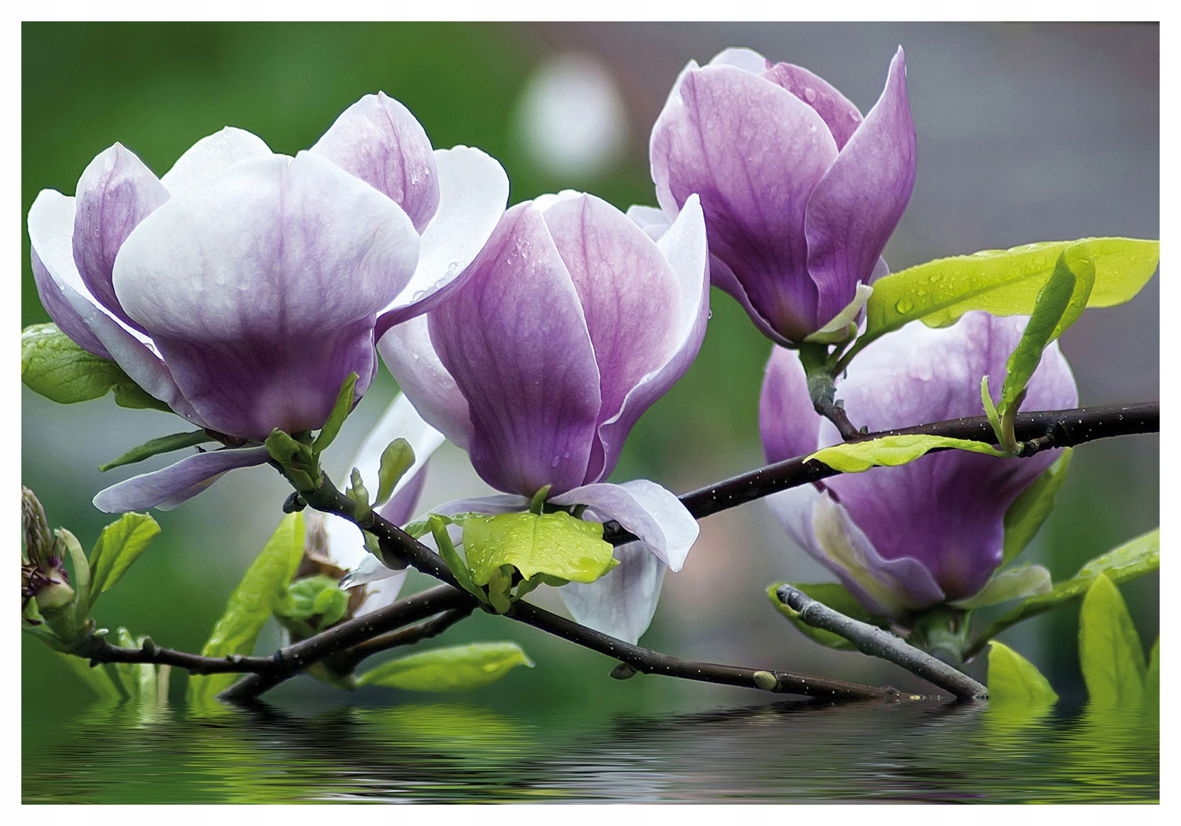 Fototapeta Magnólia pastelová vinylová jar 208x146 lepidlo