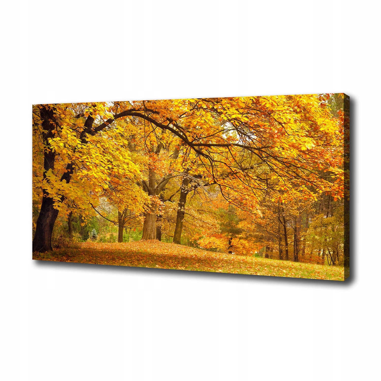 

Foto obraz na płótnie Jesień w parku 100x50 cm