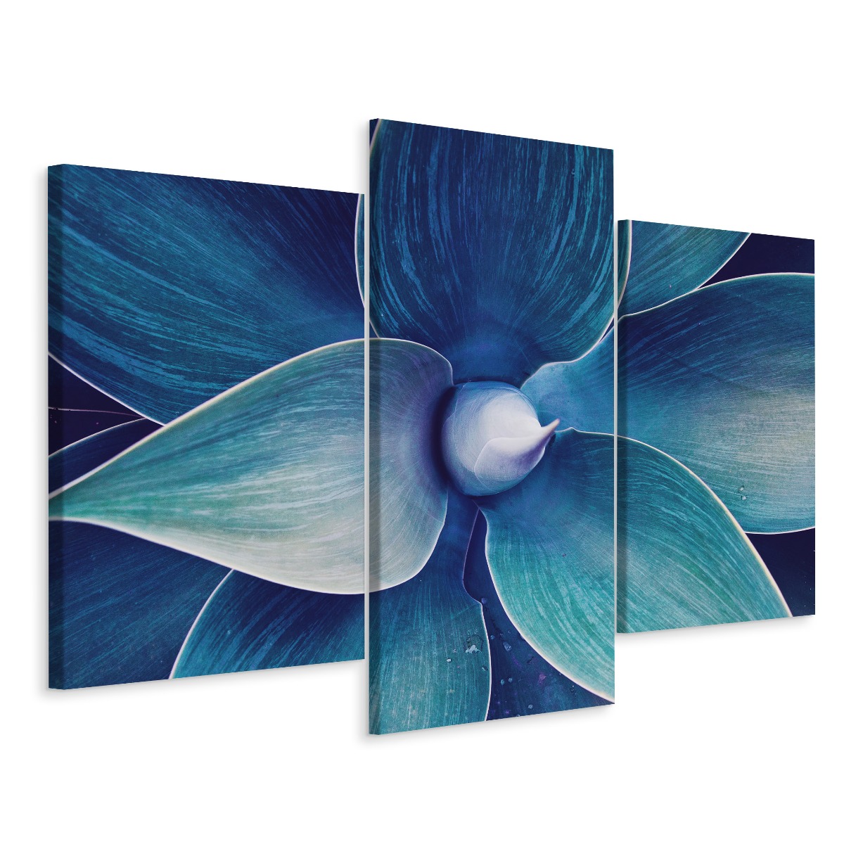 

Obraz Tryptyk Roślina Macro Widok z Góry 180x120