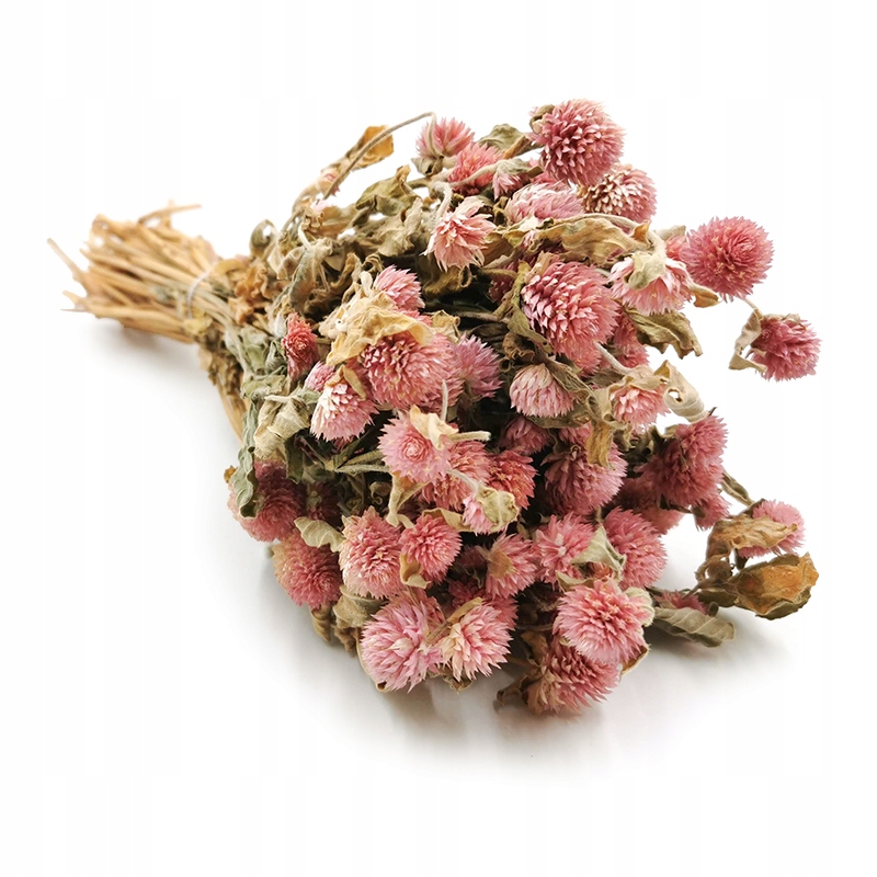 

Gomfrena suszona gomphrena wiecznik kulisty susz