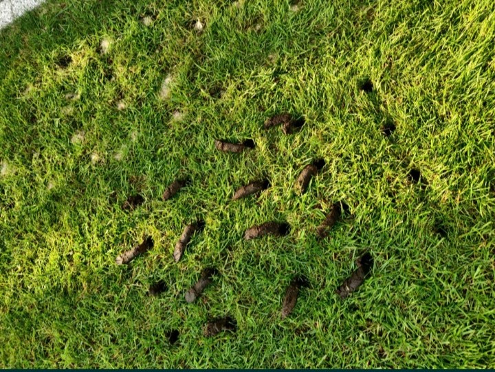 AERATOR SOLIDNY RĘCZNY PIASKOWANIE TRAWNIKA KOLCE NAPOWIETRZANIE 31 cm NOWY Kod producenta innahtr43