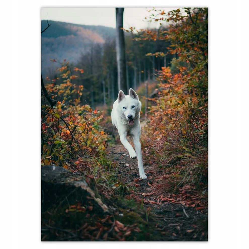 

Naklejki 50x70 Pies Piesek Psiaki