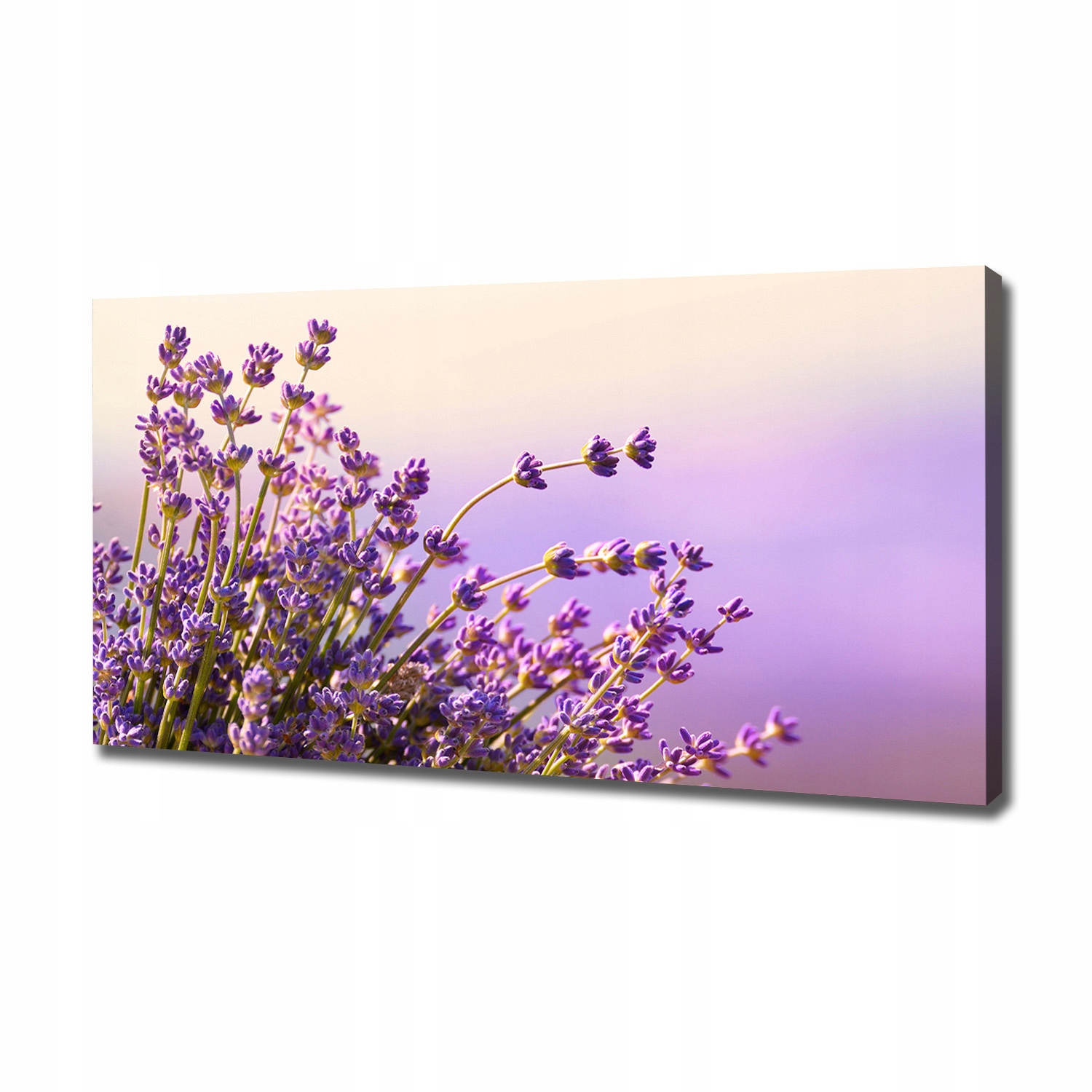

Foto obraz canvas na ścianę Lawenda 120x60 cm