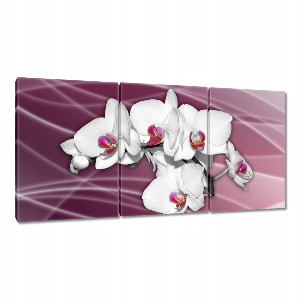 

Obrazy 120x60 Piękna Orchidea Kwiaty