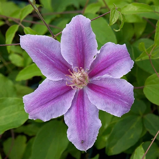 Clematis Bees Jubilee poj. 2 л