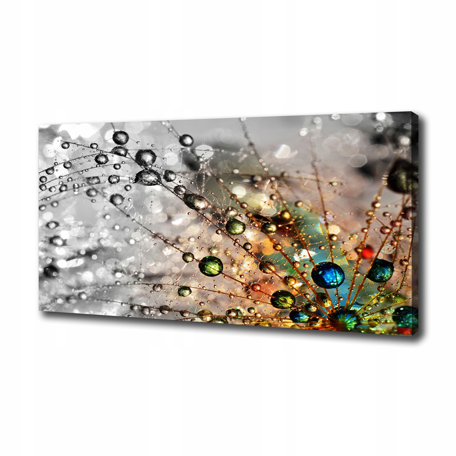 

Foto obraz na płótnie Nasiona dmuchawca 100x50 cm