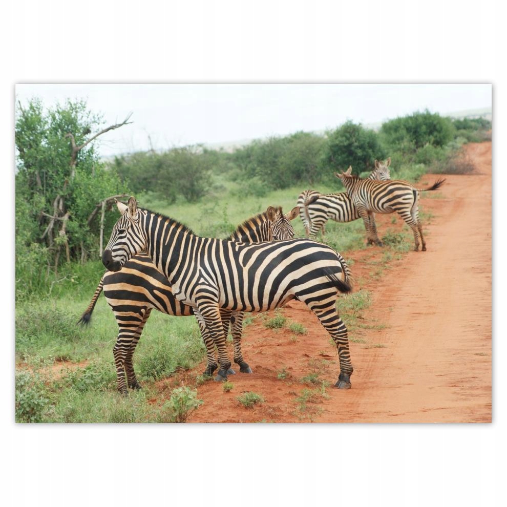 

Naklejki 70x50 Zebra na sawannie