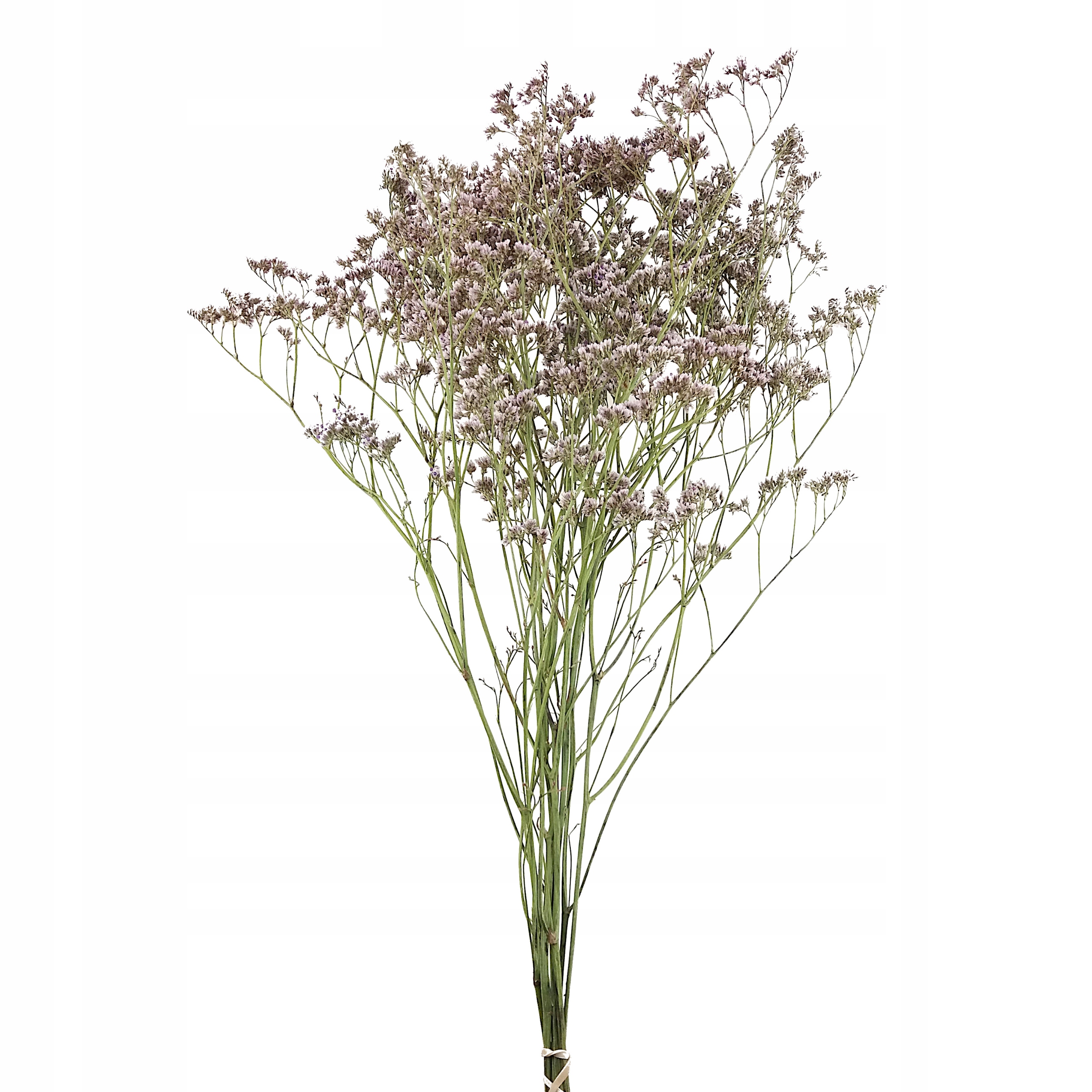 

Limonium Zatrwian Naturalny Bladowrzosowy suszki