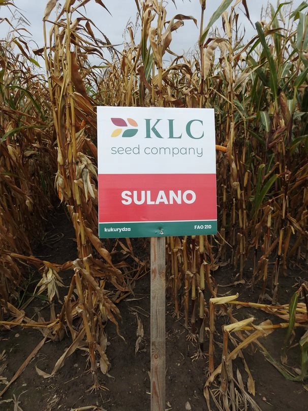 Nasiona kukurydzy Sulano FAO 210-220 50 tys. nas. Marka inny