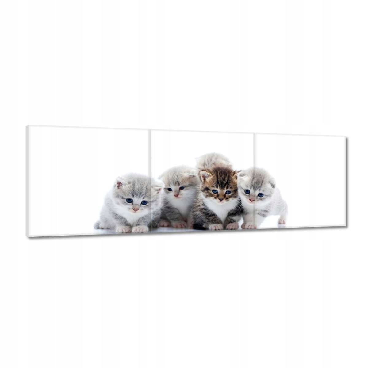 Obrazy 150x50 Kočka Kotě Kočky Kočka