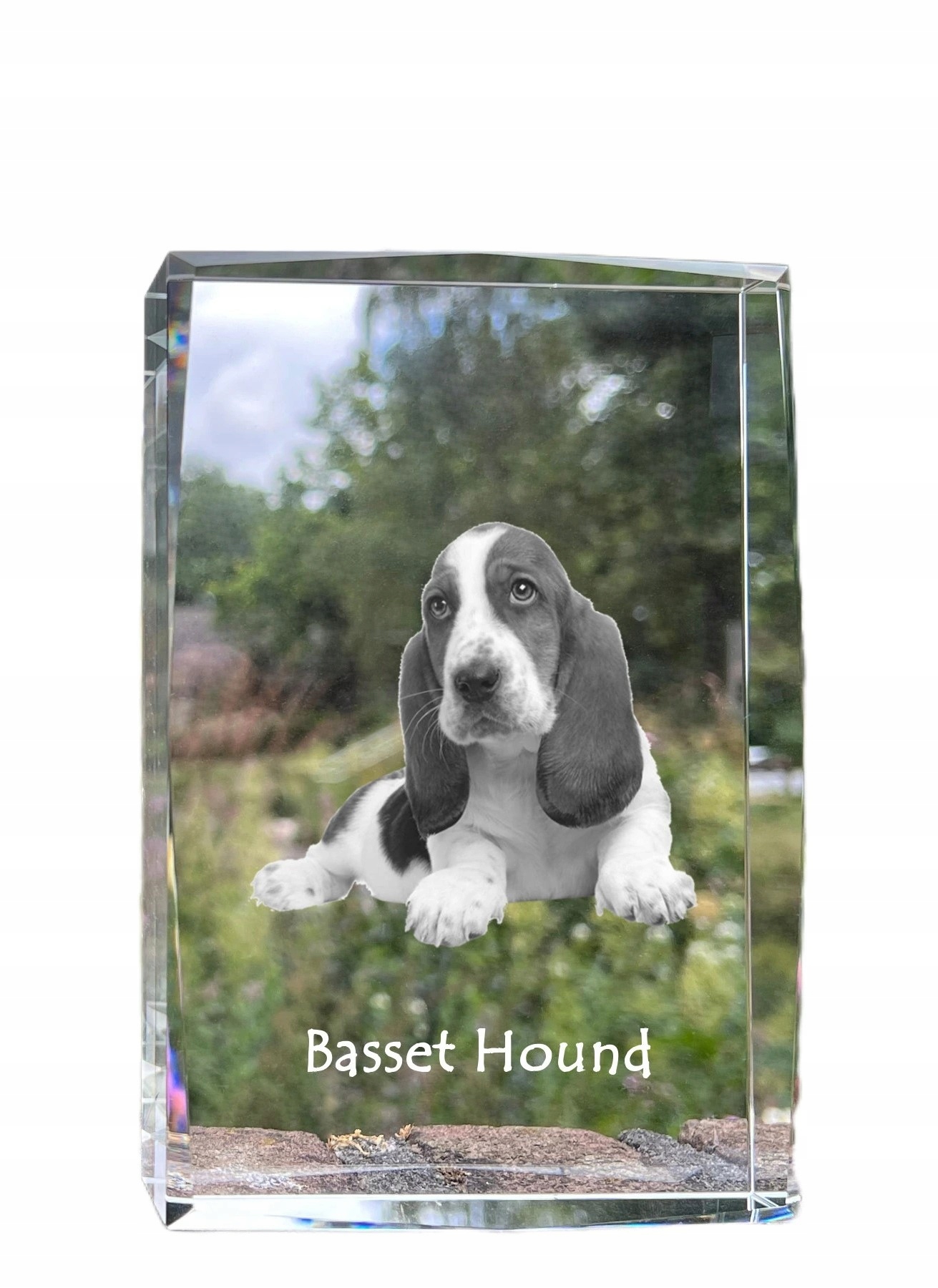 Basset Hound fotografia psa v kryštáli, suvenír, trofej, poďakovanie