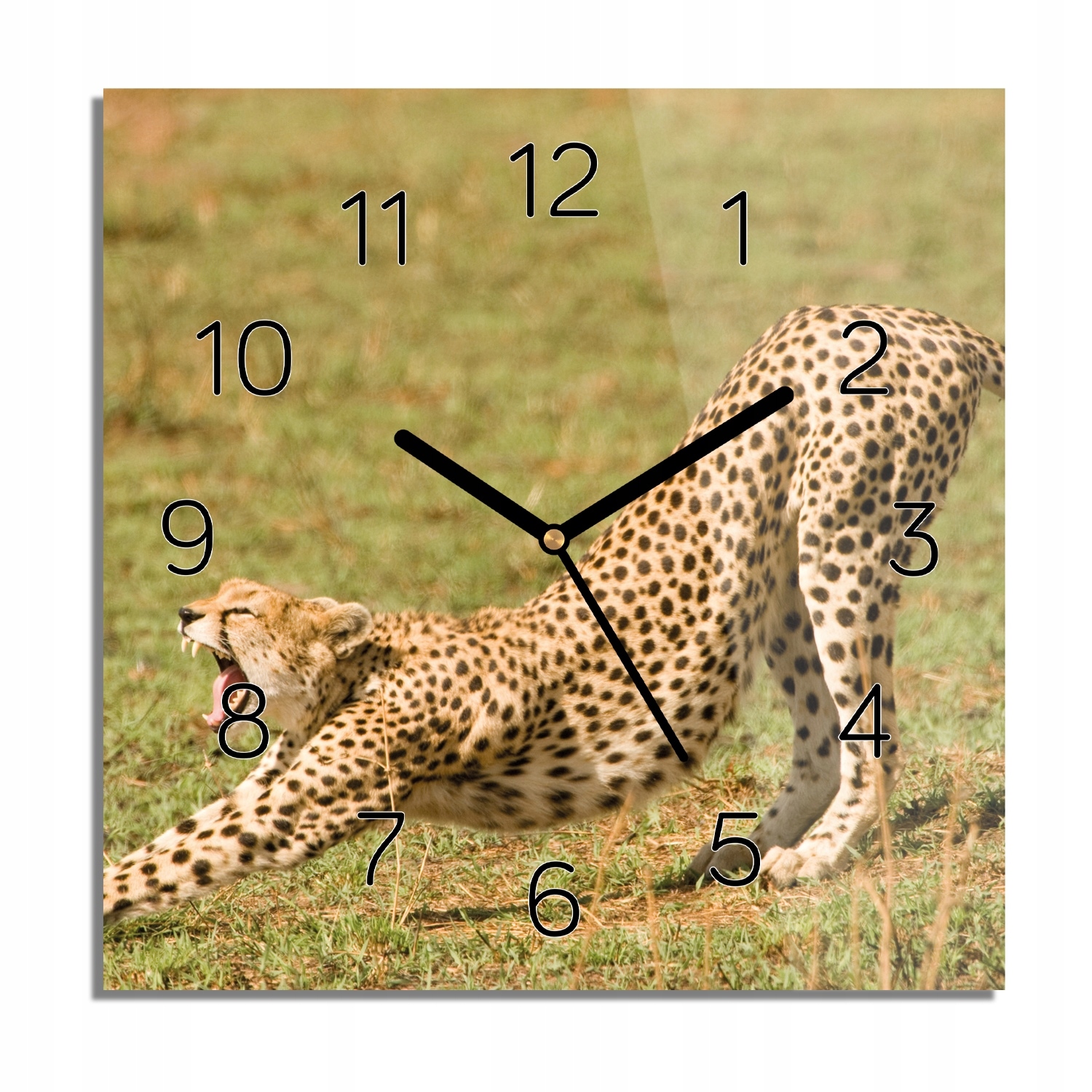 

Gepard natura foto-zegar do sypialni 30x30 z foto