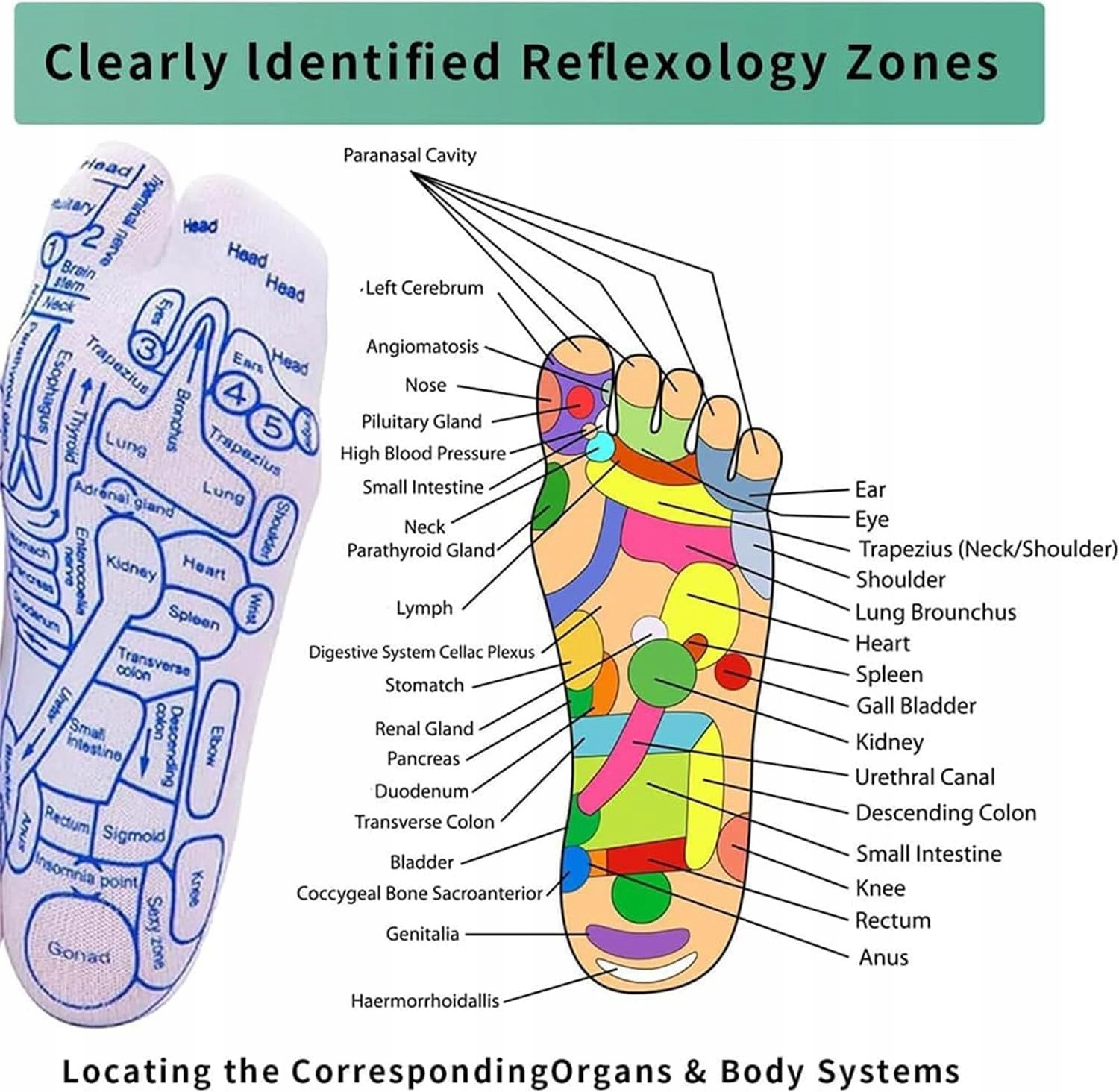 Skarpetki refleksologiczne Obszar odbicia Casual Masaż stóp skarpetki Fason Skarpetki