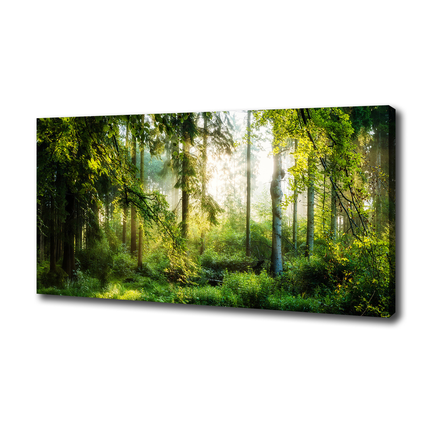 

Foto obraz na płótnie Poranne słońce las 100x50 cm