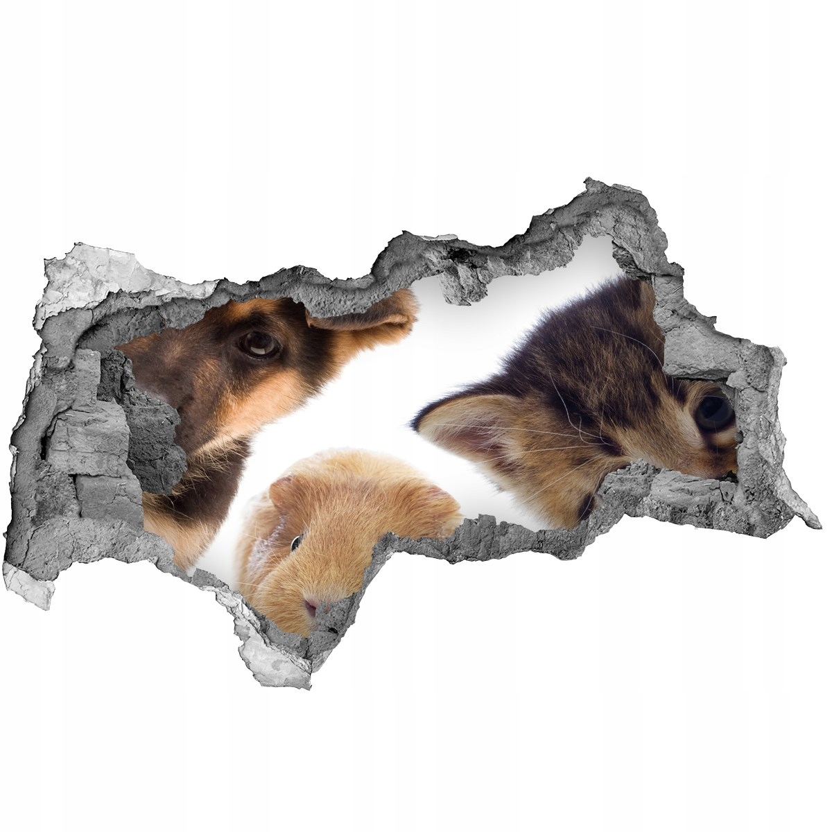 

Dziura 3d fototapeta Naklejka Zwierzęta domowe