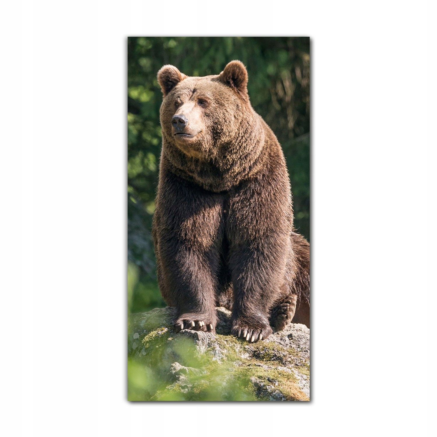 

Foto-obraz szklany do salonu 60x120 Niedźwiedź las