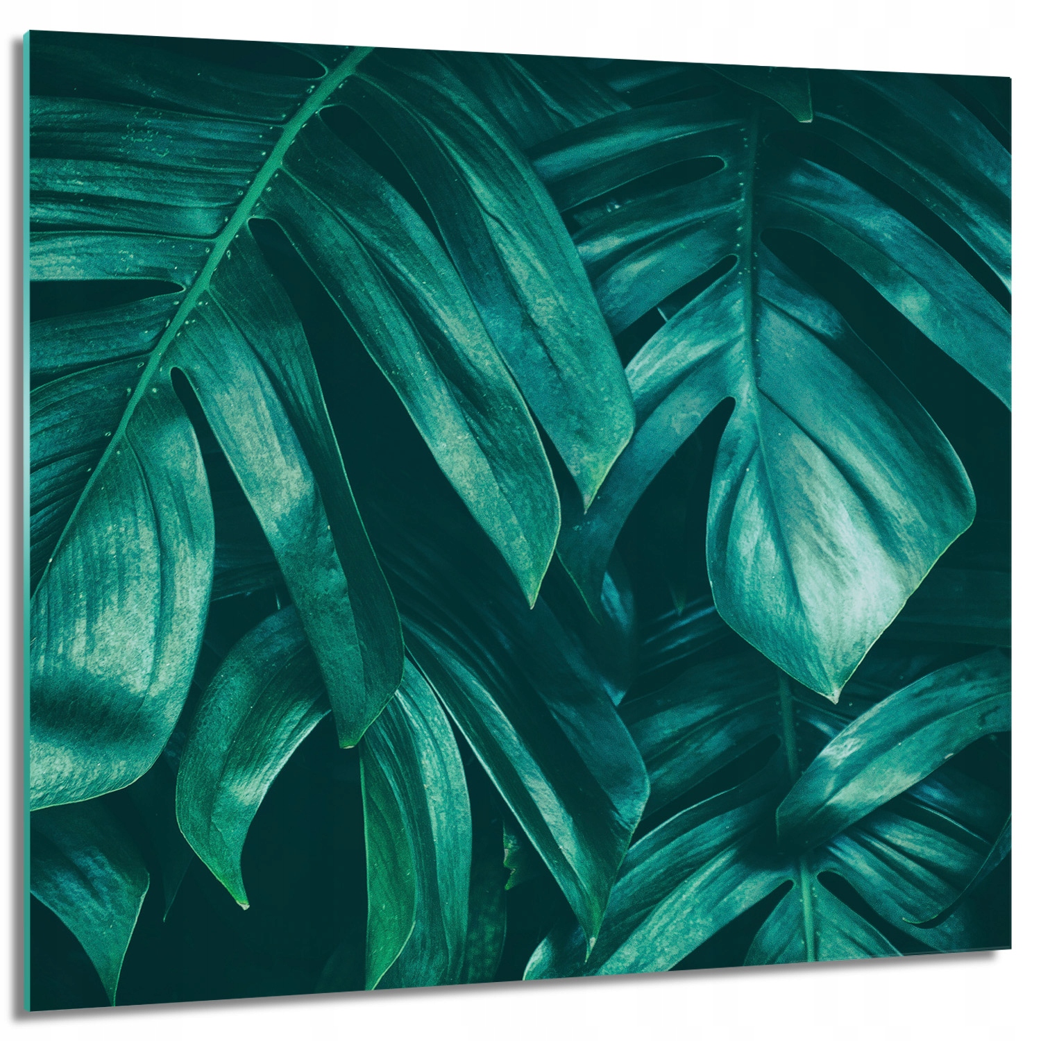 Sklenený obraz na stenu rastlina monstera 60x60
