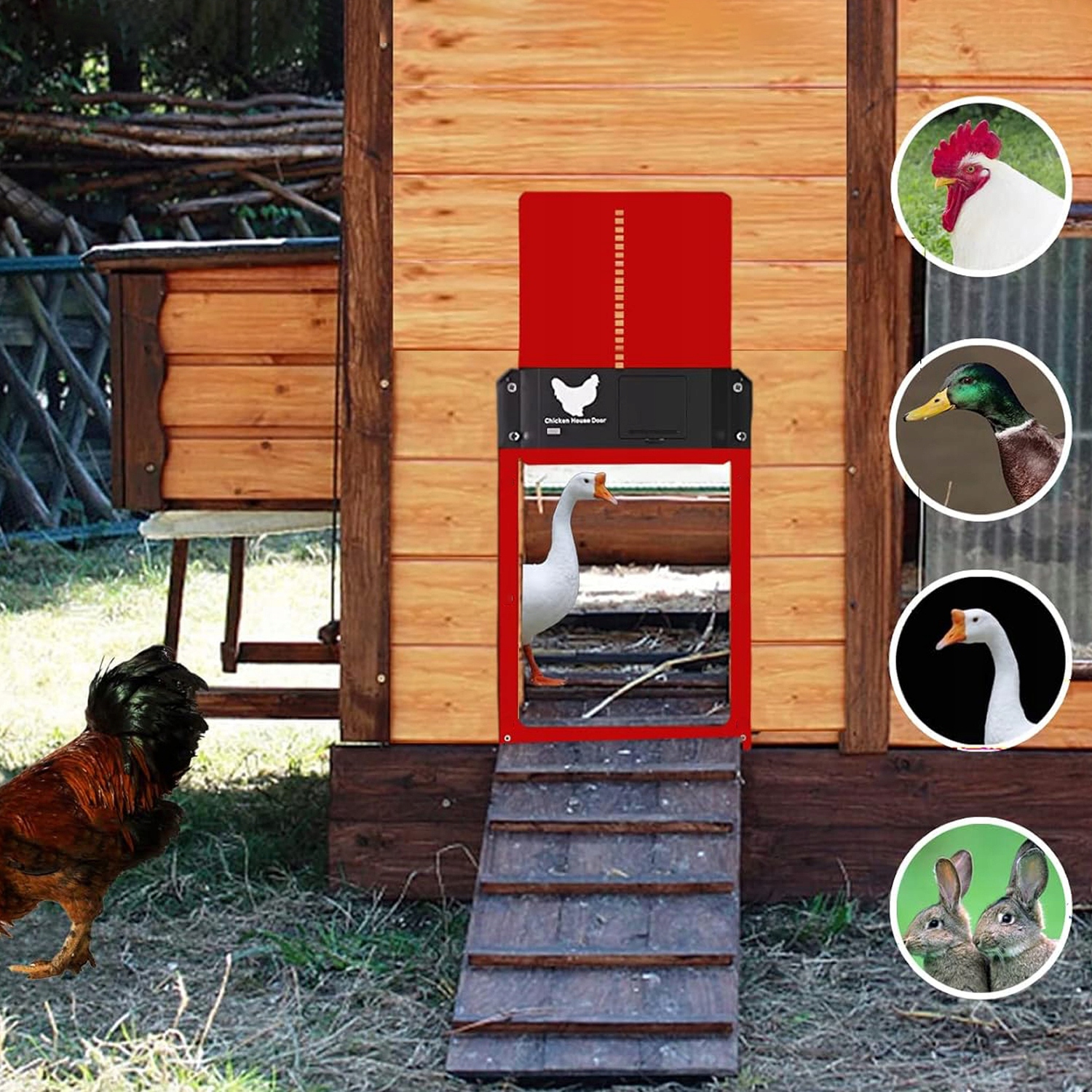 AUTOMATYCZNE DRZWI DO KURNIKA ZAMKNIĘCIE CZUJNIK ŚWIATŁA 35x24cm Waga produktu z opakowaniem jednostkowym 0.5 kg