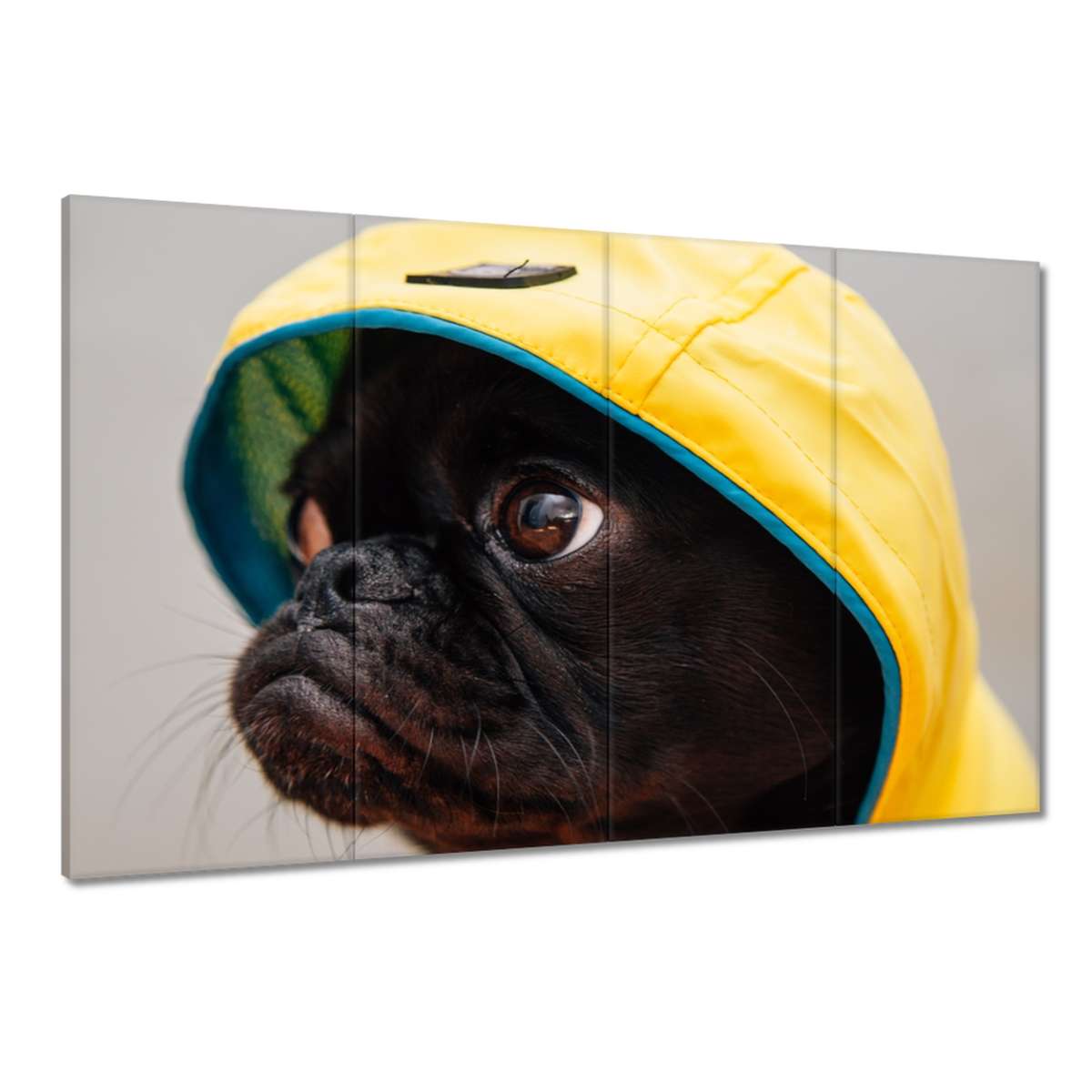 Obrazy 120x80 Pes Pejsek Psi