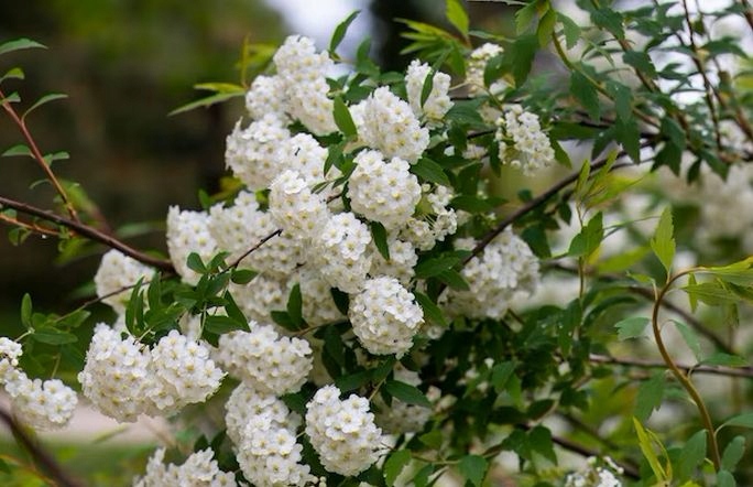 TAWUŁA OŻANKOLISTNA KWITNIE BARDZO OBFICIE W MAJU
