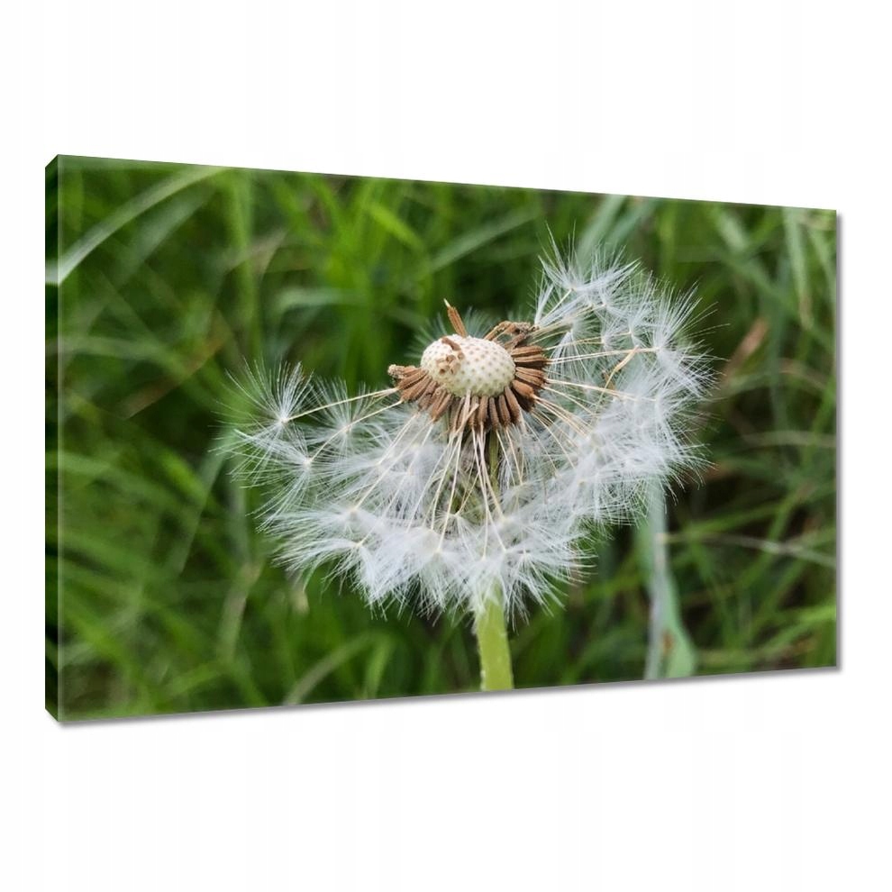 

Obrazy 90x60 Dmuchawiec Kwiat Kwiatki