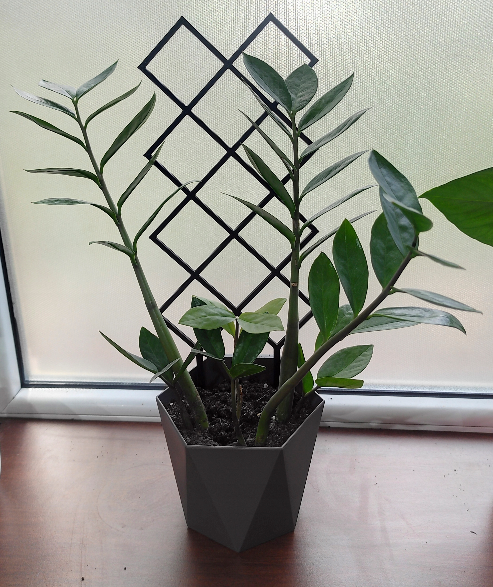 PODPÓRKA KWIATÓW ROŚLIN PERGOLA KRATA 37cm Rodzaj drabinka