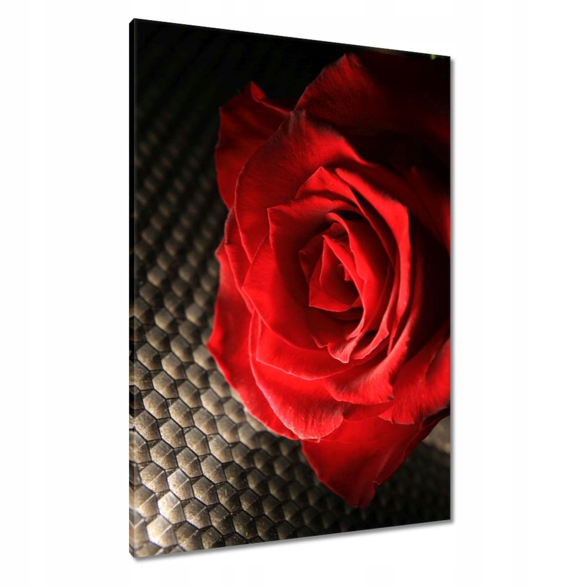 Obrazy 70x100 Červená růže s lístky