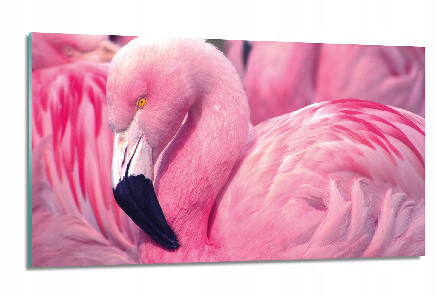 dekor Plameniak ružový s fotografiou 120x60 s potlačou