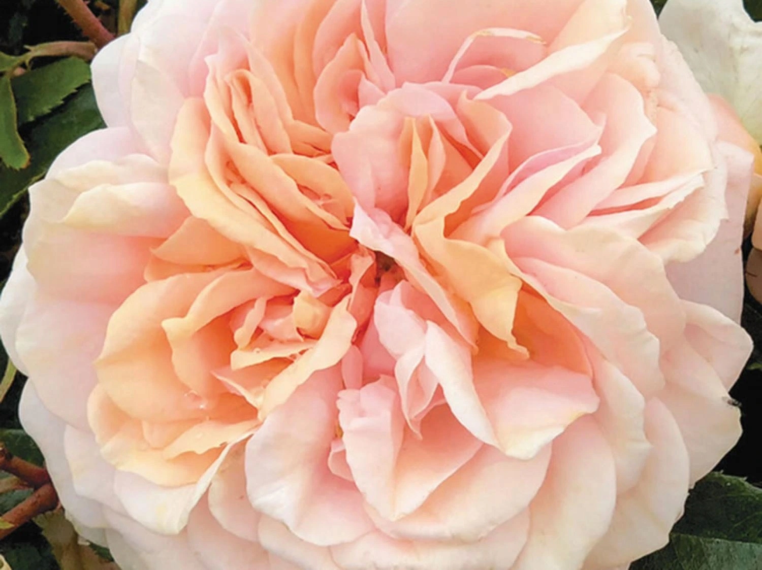 Rose Garden of Roses (specjalne opakowanie)