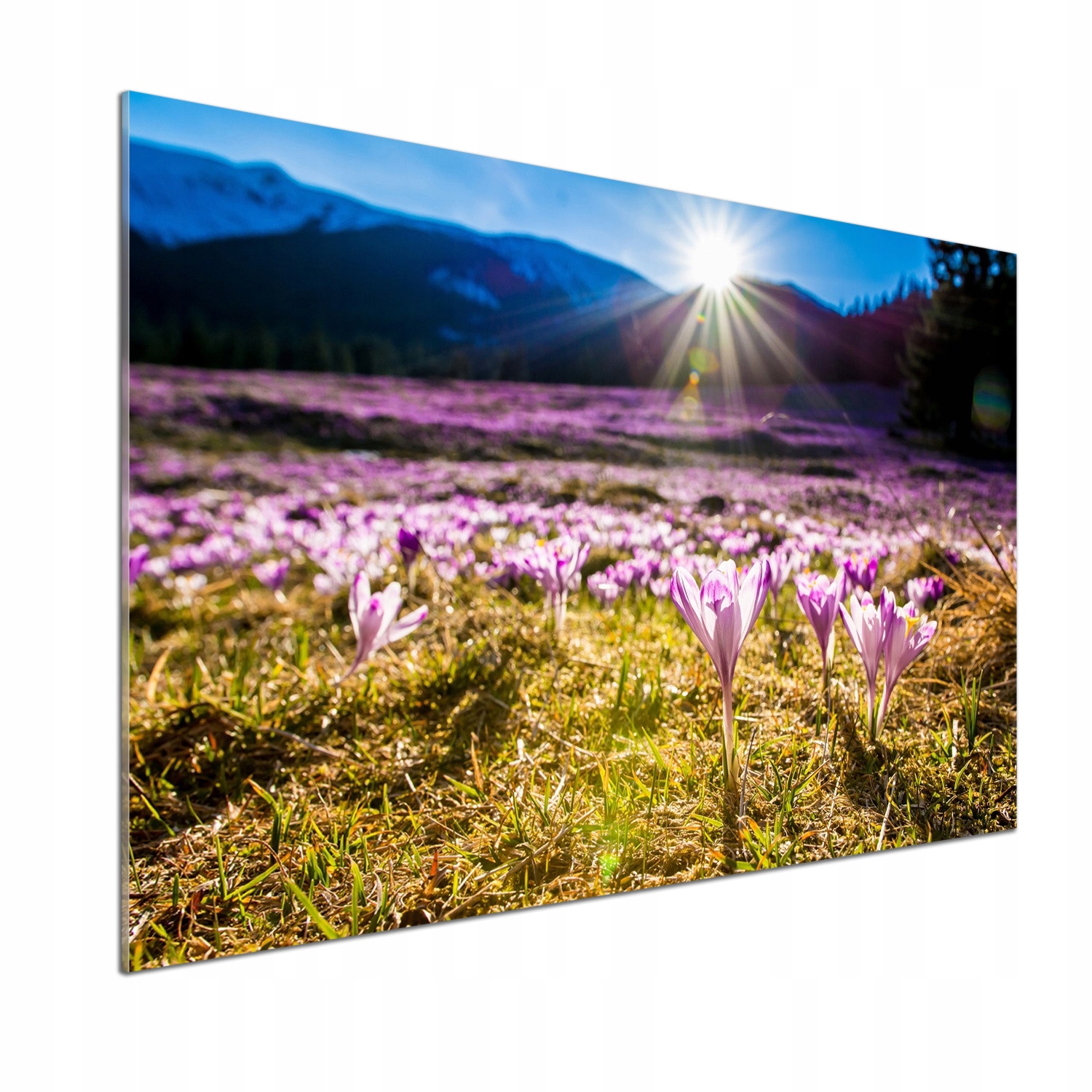 Panel do kuchyne Krokusy na lúke 100x70 Lepidlo