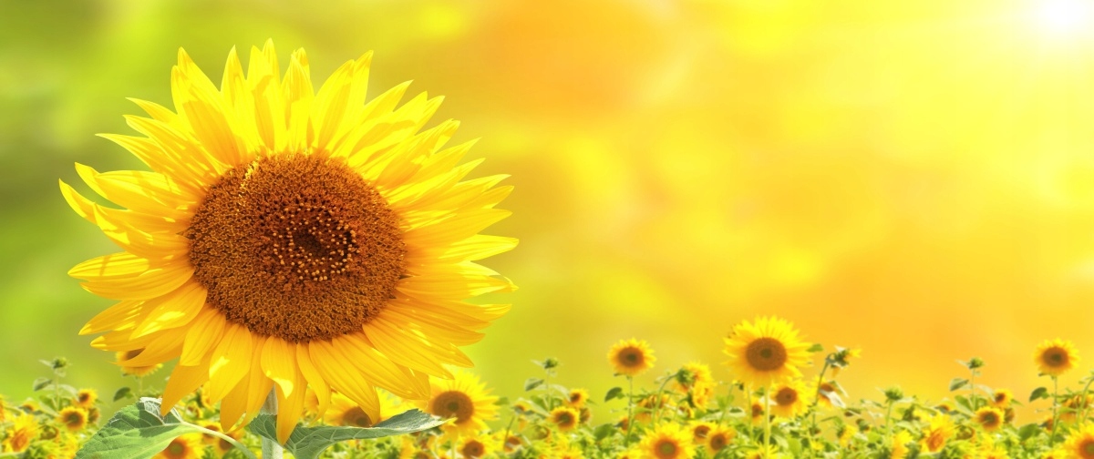 

Tapeta flizelinowa żółte słoneczniki 250x104