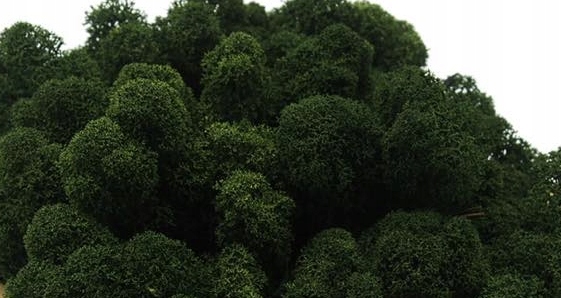 Mech Chrobotek Fiński - dark green - 100g Marka bez marki