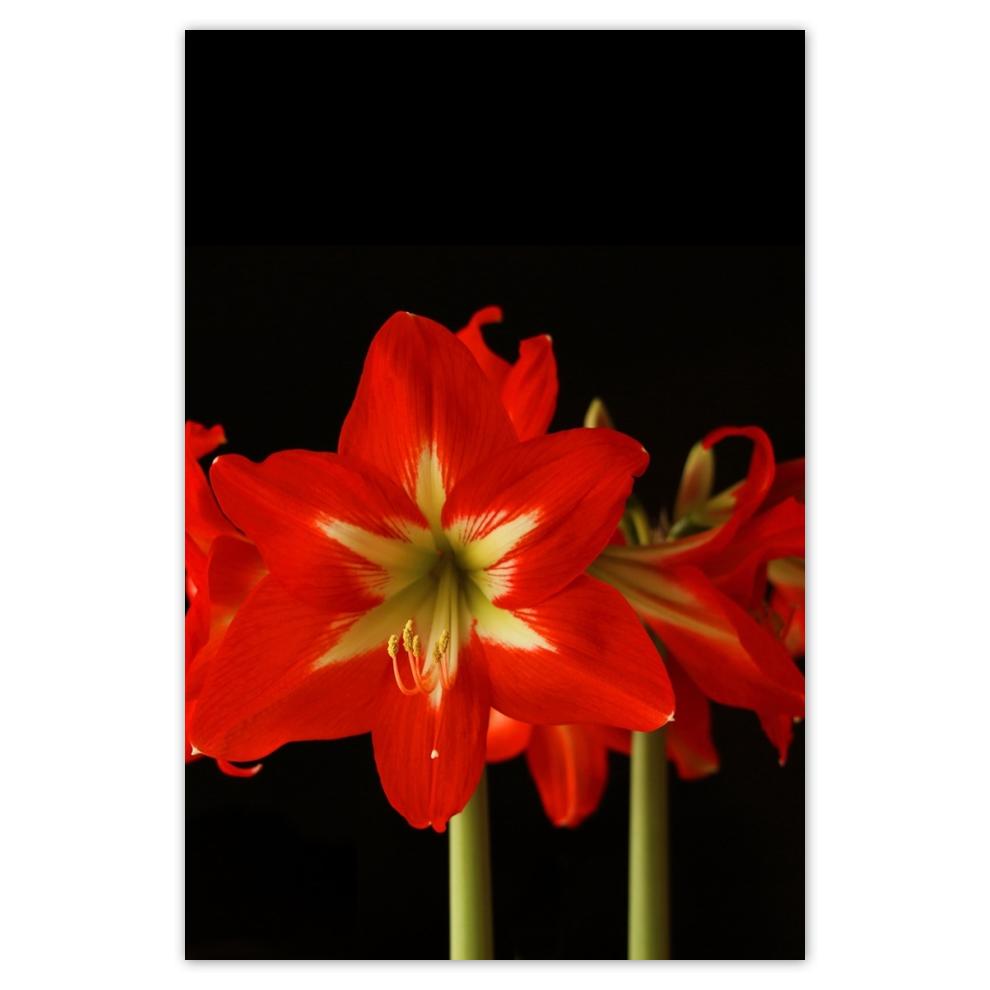 

Plakat samoprzylepny 40x60 Amarylis