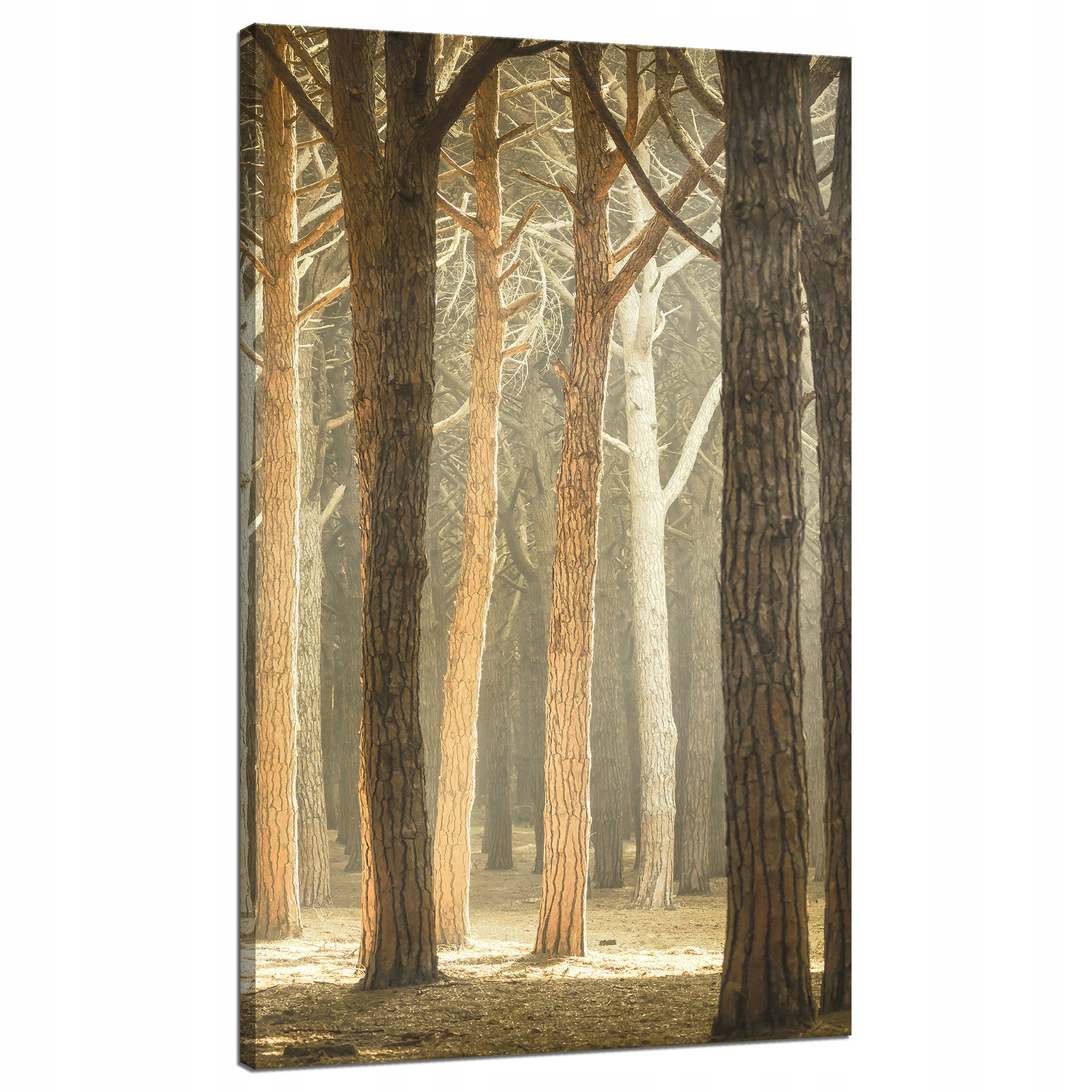 Obraz na plátně Stromy Světlo Příroda Les 70x120 cm