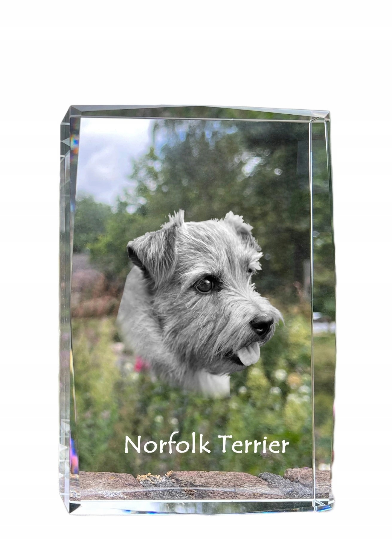 Norfolk Terrier fotografia psa v kryštáli, suvenír, trofej, poďakovanie