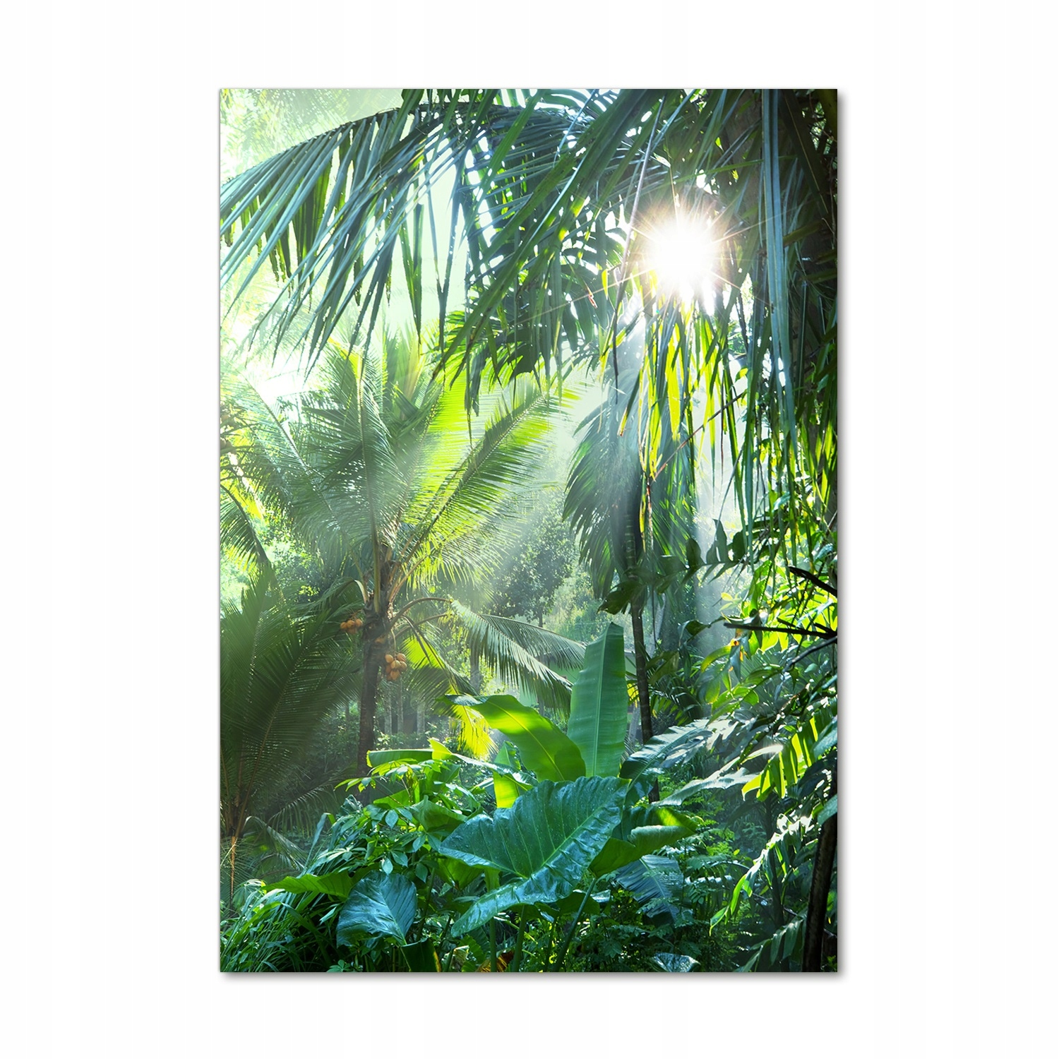 

Foto-obraz zdjęcie na szkle Dżungla 70x100 cm