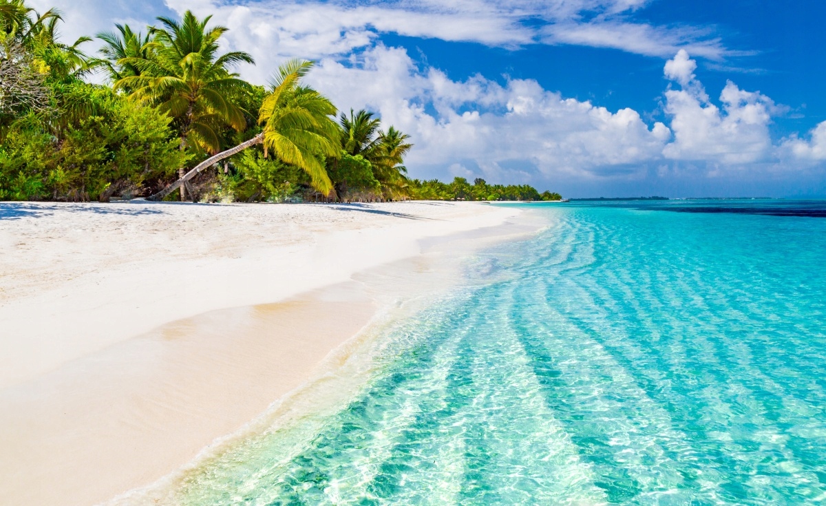 

Fototapeta Flizelinowa Plaża Palmy 416x254