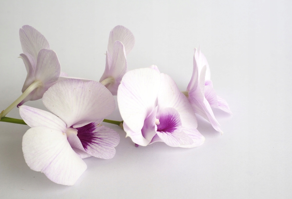 

Tapeta flizelinowa Białe orchidee - 104x70