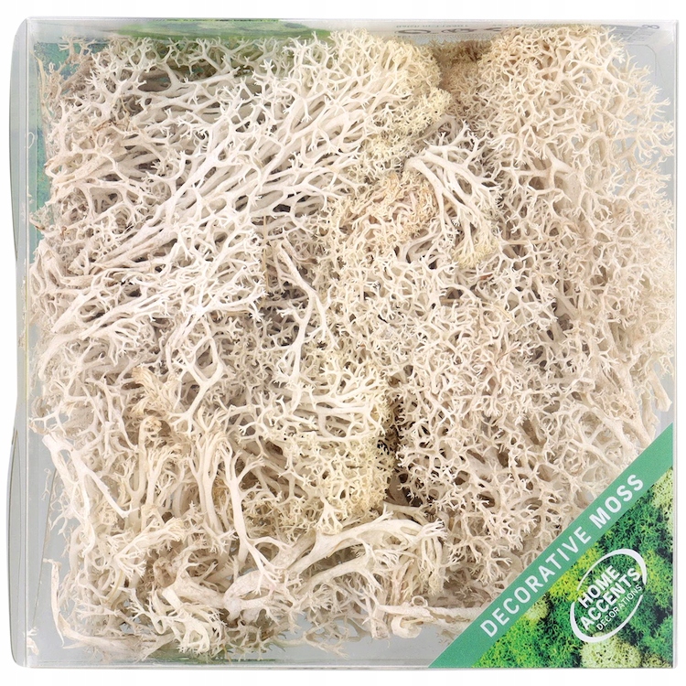 Mech dekoracyjny naturalny chrobotek