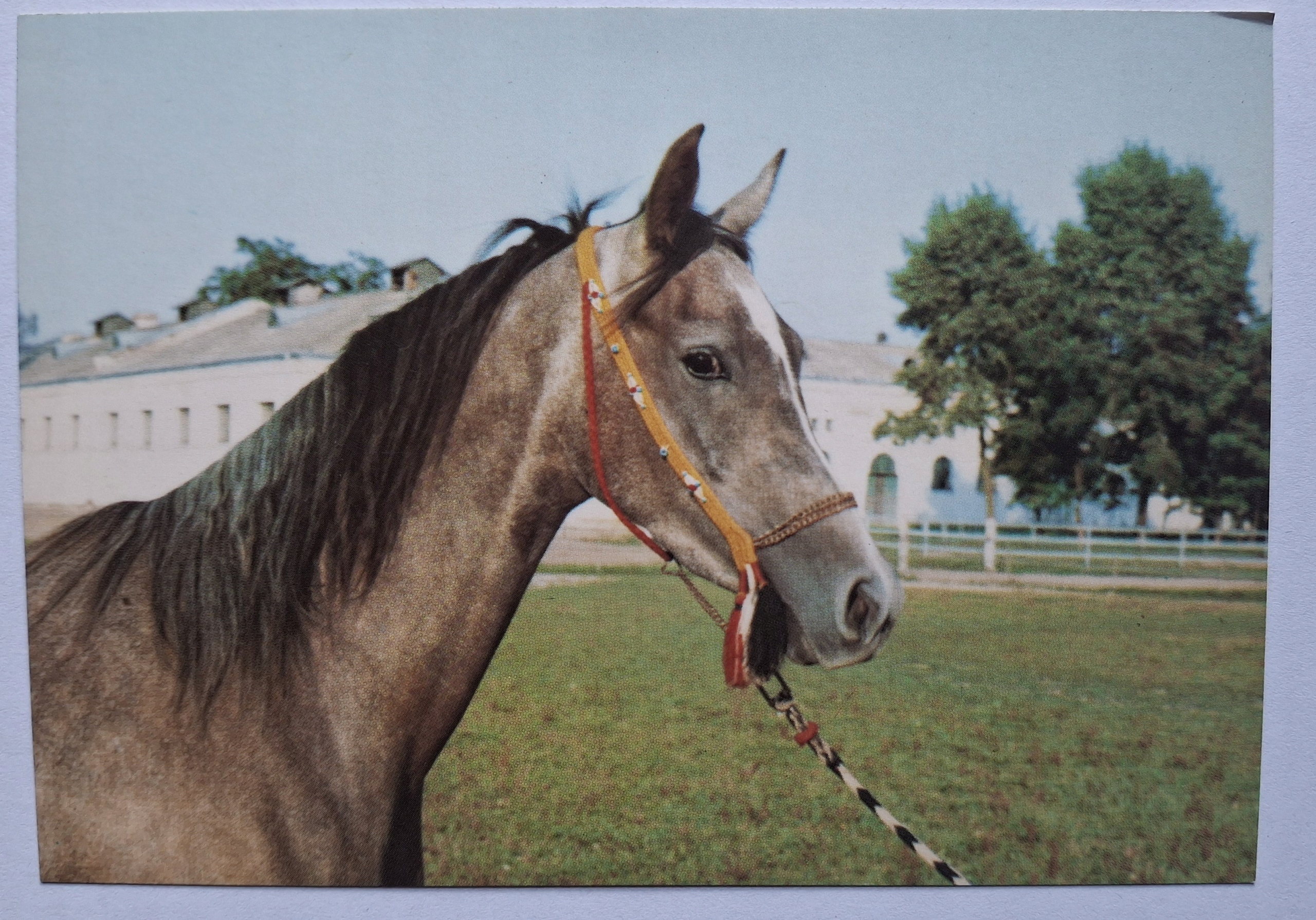 KLACZ WINDA - STADNINA KONI W JANOWIE PODLASKIM