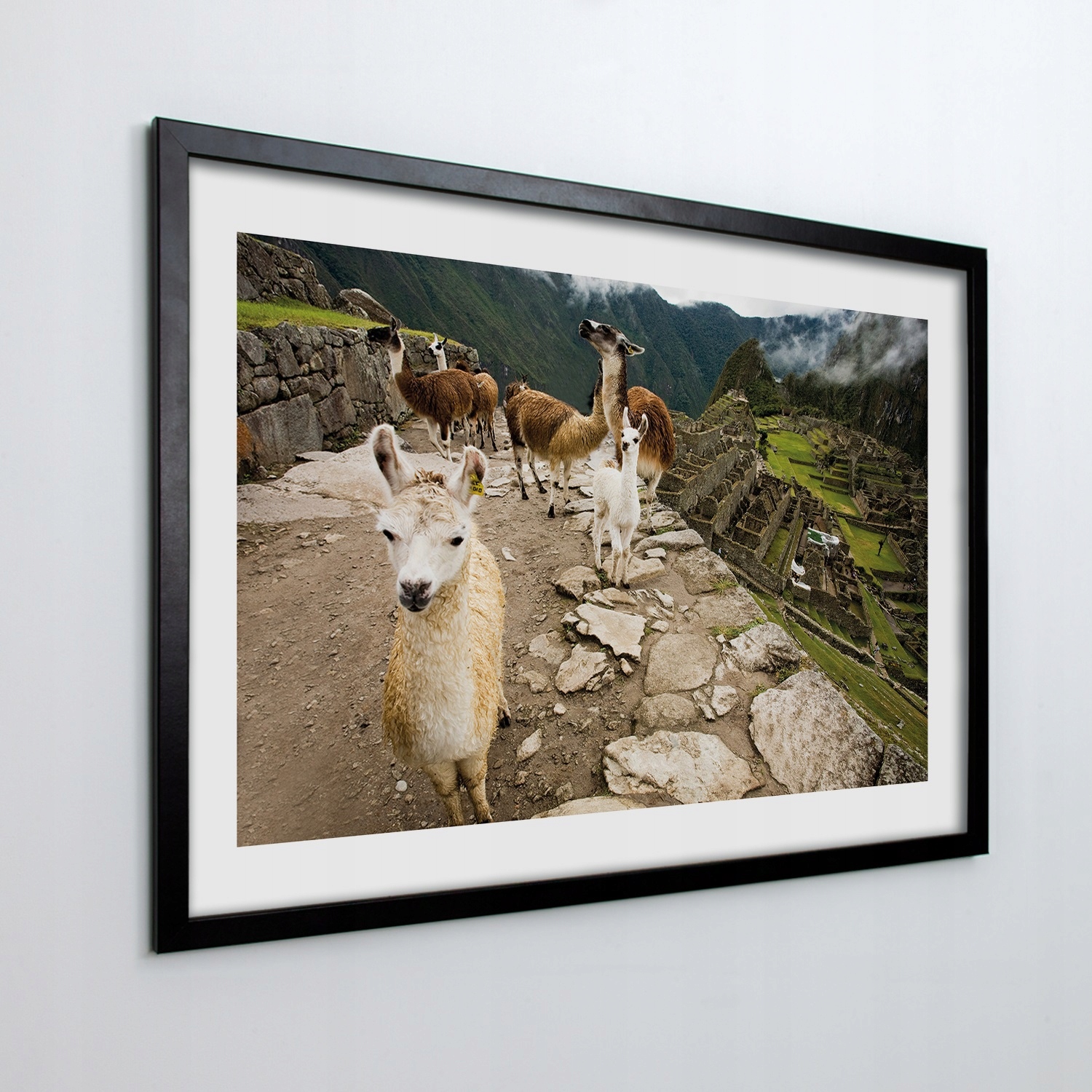 Obraz v ráme na stenu Lamy machu picchu 100x70