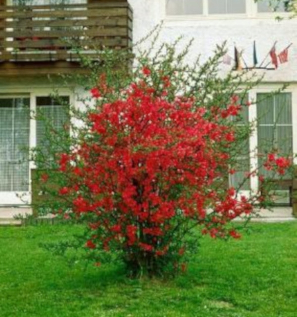 PIGWOWIEC POŚREDNI Fire Dance - sadzonki w don. !!